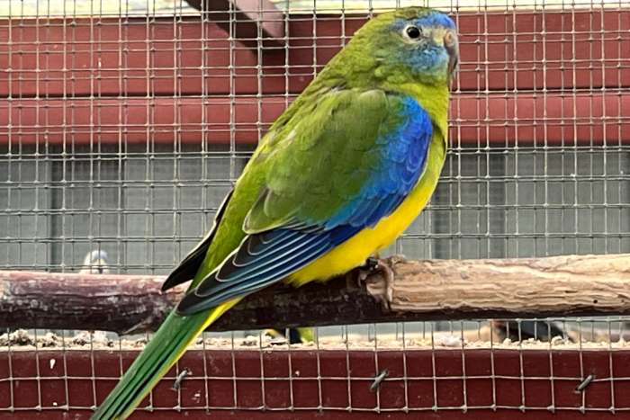 turquoisine parkiet poppen