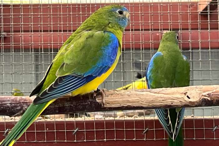 turquoisine parkiet poppen