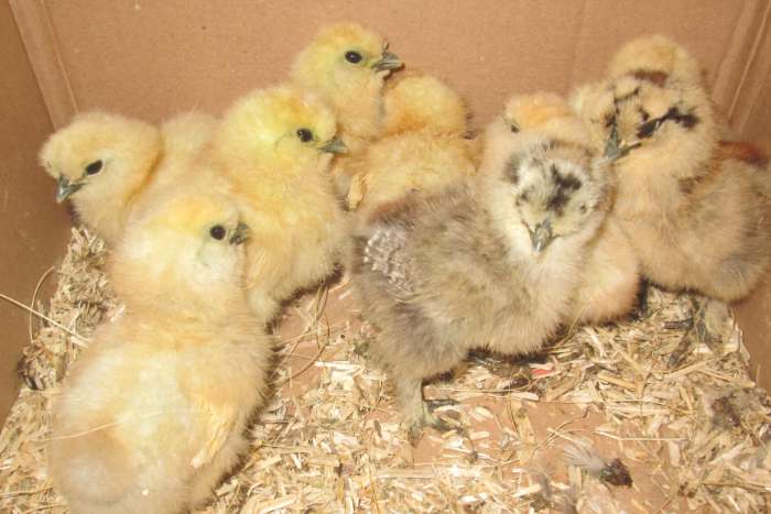 kuikens van zijdehoenders