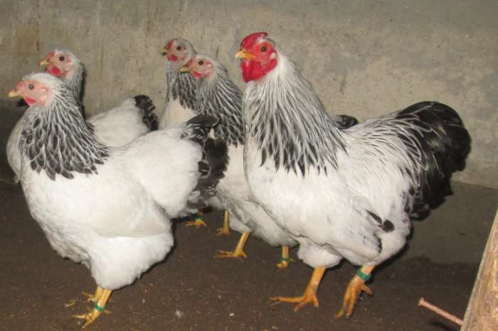 broedeitjes wyandotte