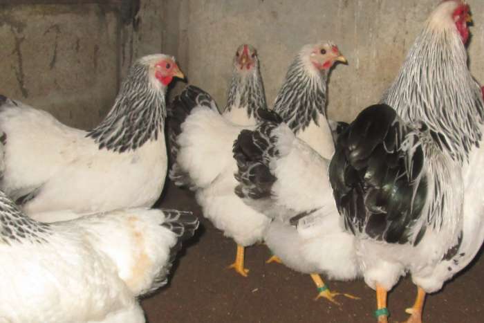 broedeitjes wyandotte