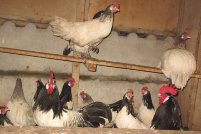 lakenvelder broedeitjes