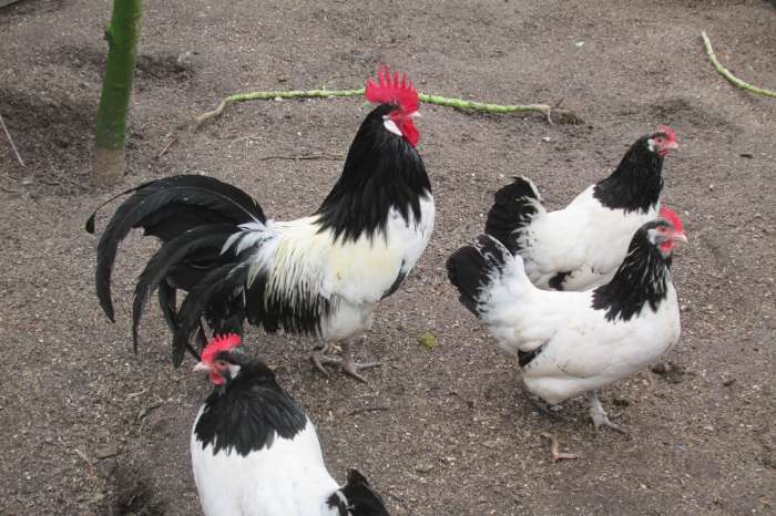 lakenvelder broedeitjes