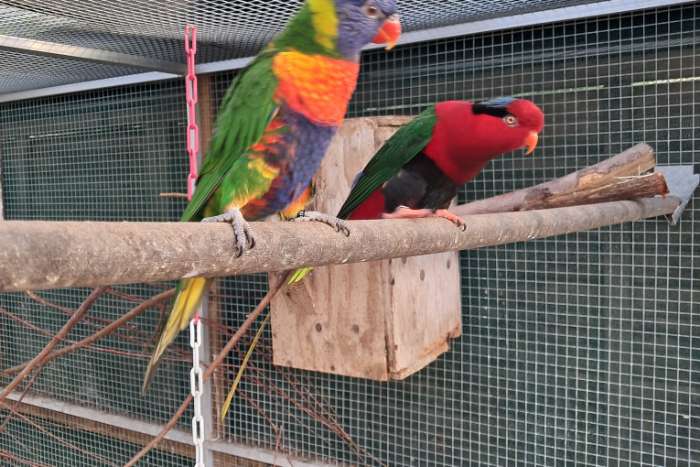 lori v/d blauwebergen/stella lori