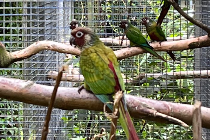 kweekkoppel pyrrhura leucotis edge/gezoomd, uniek!