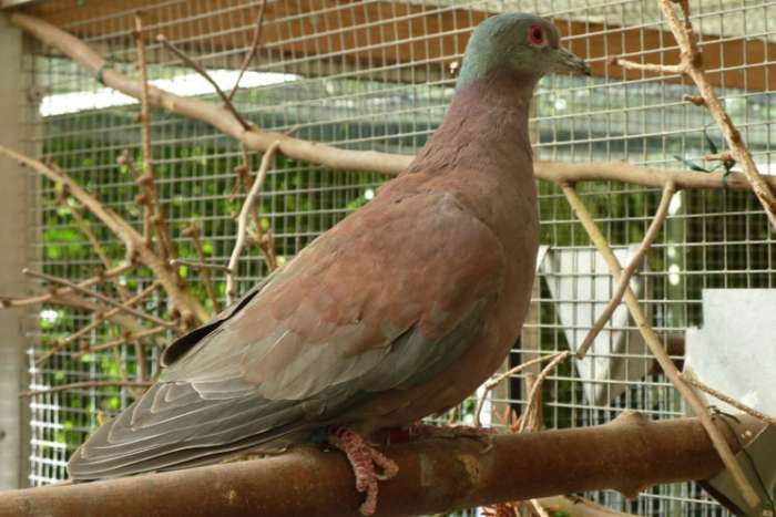 1-0 roodrug duiven / patagioenas cayennensis