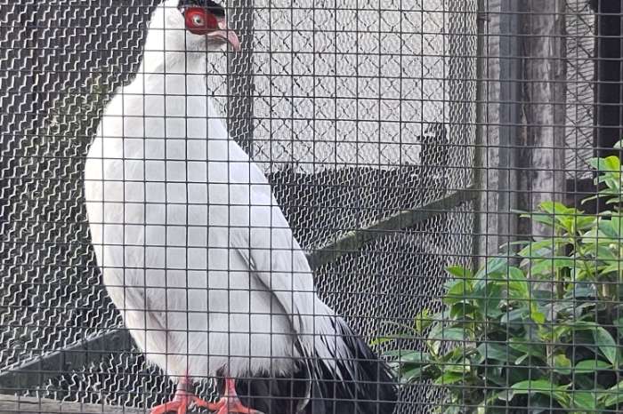 witte oorfazant hen te koop of gezocht witte oorfazant haan