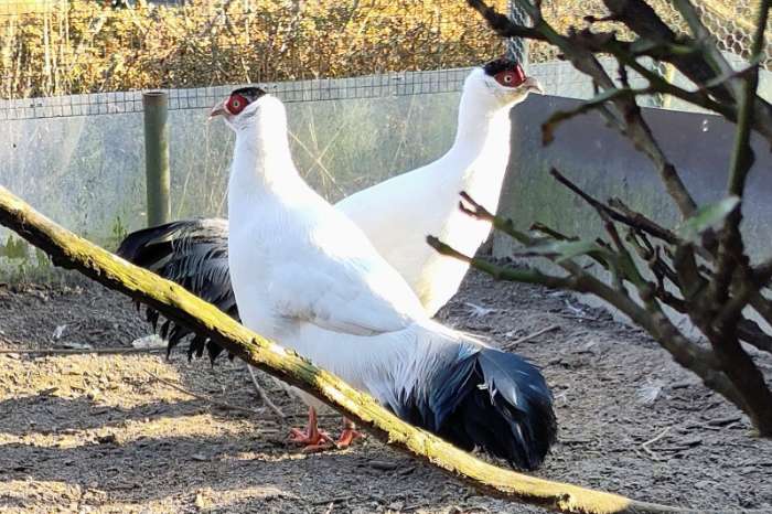 witte oorfazant hen te koop of gezocht witte oorfazant haan