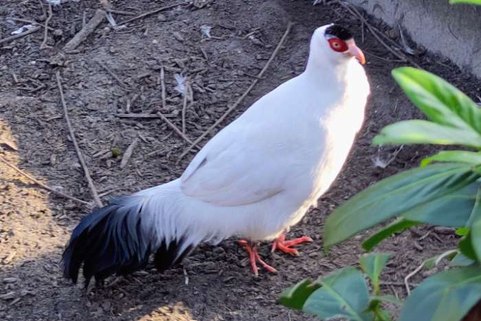 witte oorfazant hen te koop of gezocht witte oorfazant haan