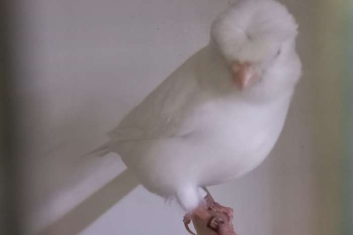 recessief witte en witte duitse kuif kan