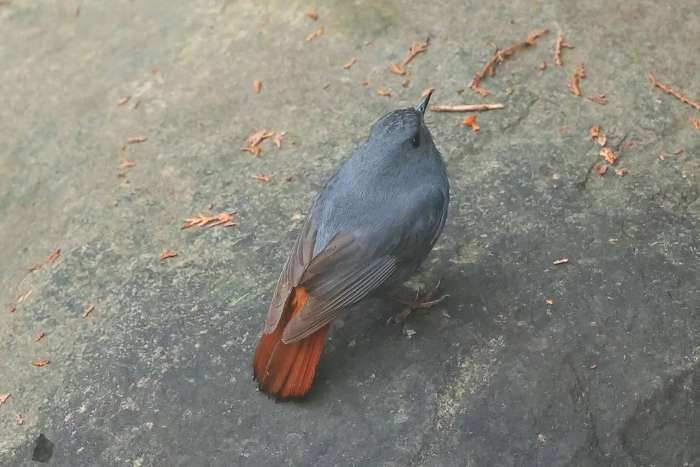plumbeous water redstart (phoenicurus fuliginosus)