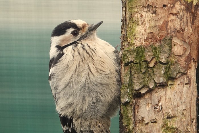 1-0 kleinte bonte specht (dryobates minor)