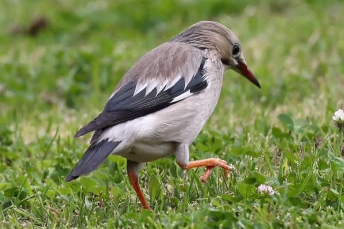 red-billed starling