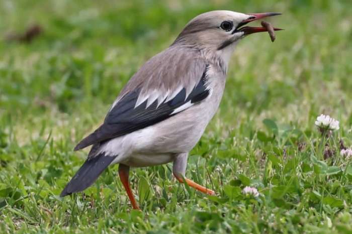 red-billed starling