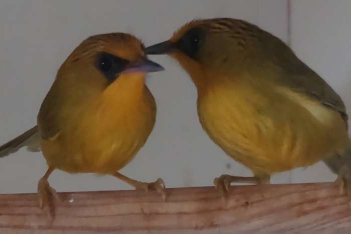 cyanoderma chrysaeum en cyanoderma ruficeps