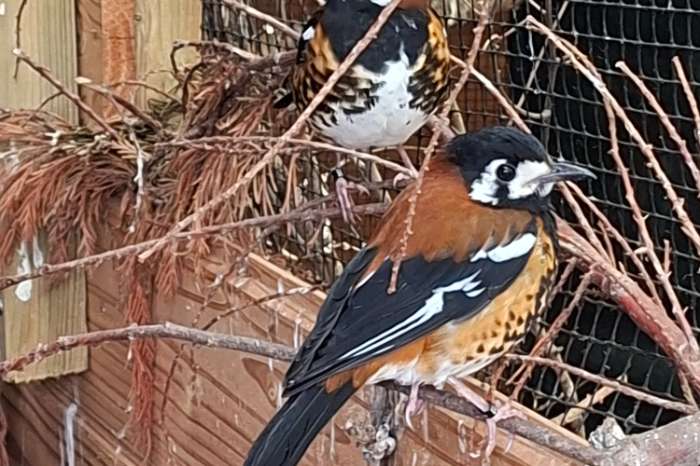 kastanjerug lijster man