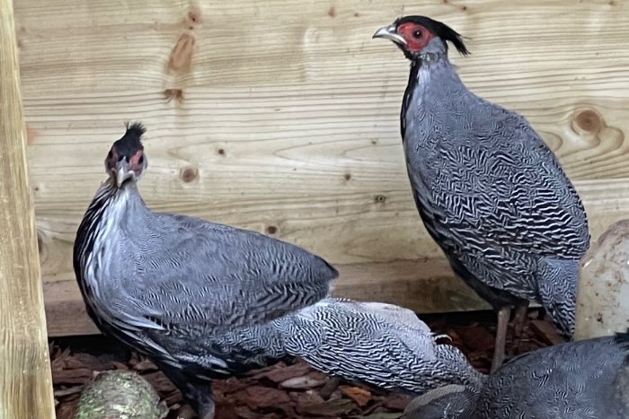 1-0 streepfazant van 2025