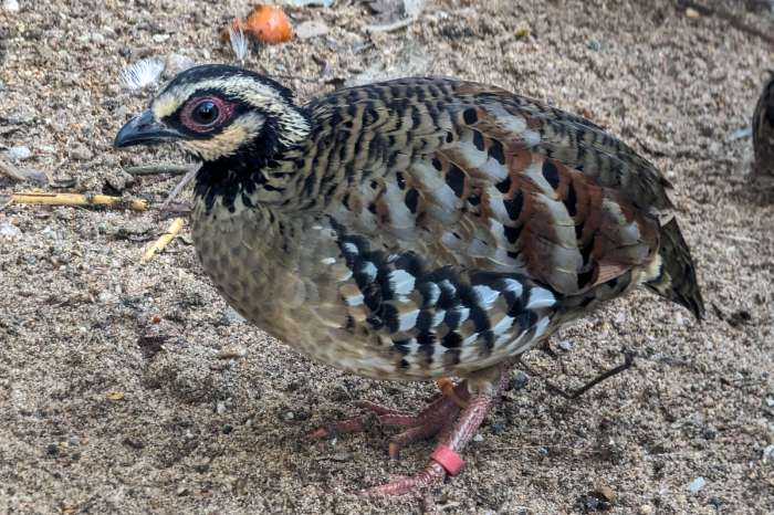 arborophila brunneopectus bruinborst bospatrijs koppel