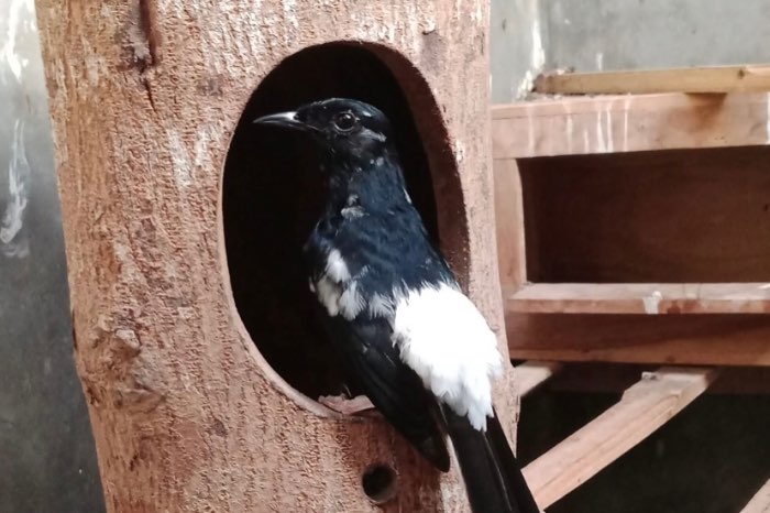 schamalijster nestkasten
