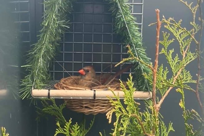 prachtige wildzang nesten