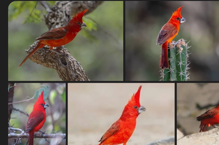 estou procurando por cardeais