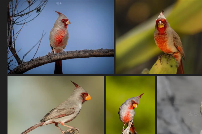 estou procurando por cardeais