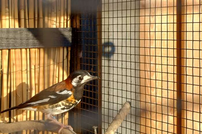 1-0 kastanjeruglijster