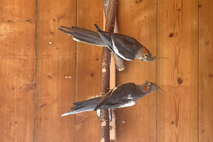 te koop valkparkieten