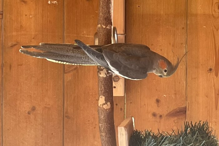 te koop valkparkieten