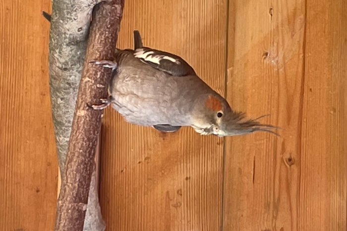 te koop valkparkieten