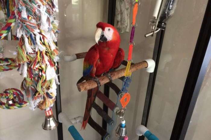 ara macao (scarlet macaw)