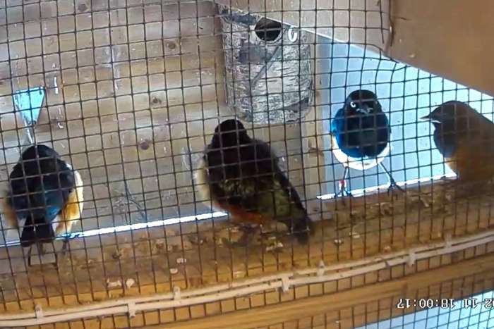 driekleur glansspreeuw