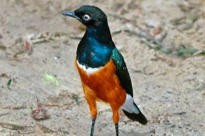 driekleur glansspreeuw