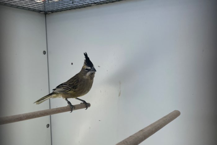 te koop groene kardinaal pop