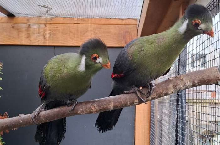 1-1 witwang toerako's