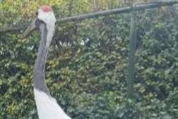 gezocht chinese kraanvogel man. mannen 2025