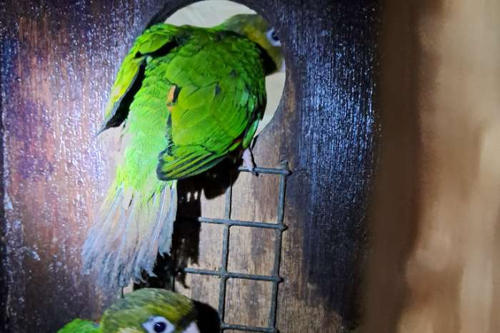 poppen pyrrhura melanure pacifica /souance