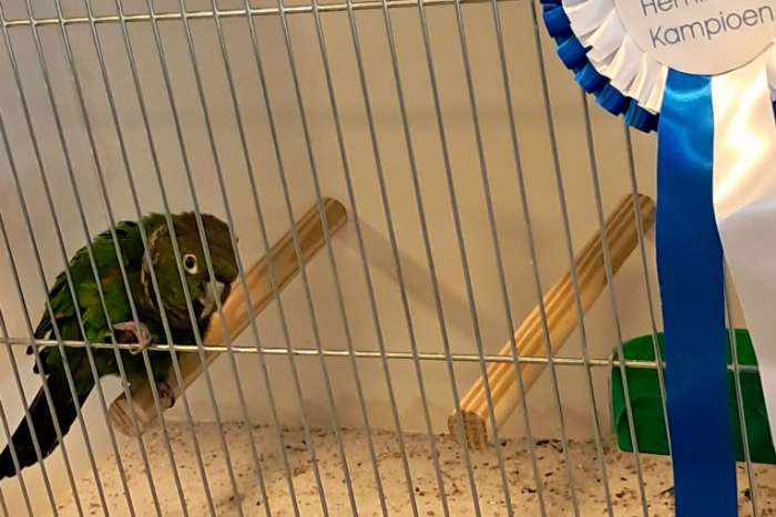 poppen pyrrhura melanure pacifica /souance