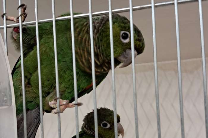 poppen pyrrhura melanure pacifica /souance