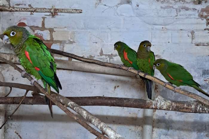 poppen pyrrhura melanure pacifica /souance