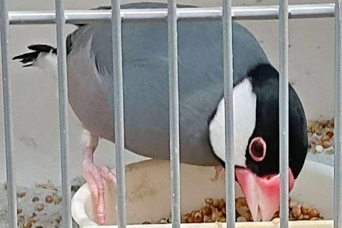 rijstvogels diverse kleuren en driekleurpapegaai amandine pop