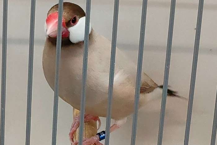 rijstvogels diverse kleuren en driekleurpapegaai amandine pop