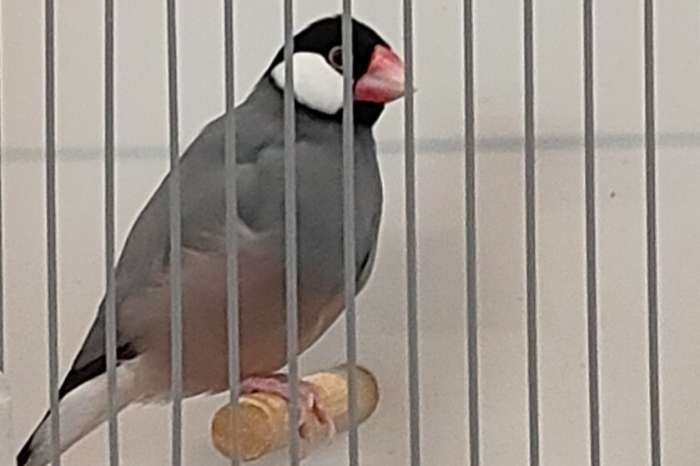 rijstvogels diverse kleuren en driekleurpapegaai amandine pop