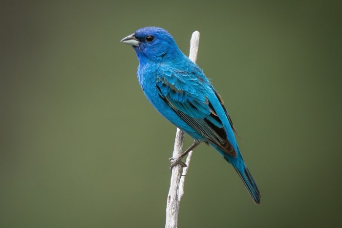 2-2 indigovinken (passerina cyanea)