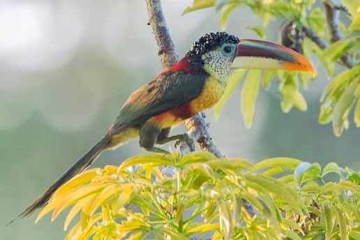 diverse arassari’s (different aracari’s)