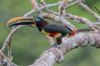 diverse arassari’s (different aracari’s)
