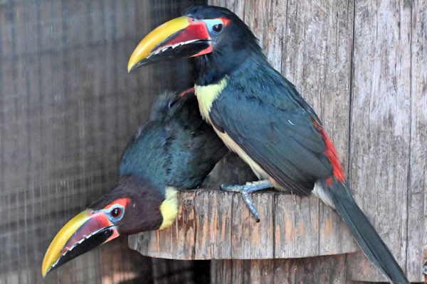 diverse arassari’s (different aracari’s)