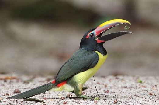 3-2 groene arassari (pteroglossus viridis)