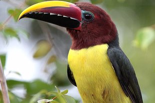 3-2 groene arassari (pteroglossus viridis)