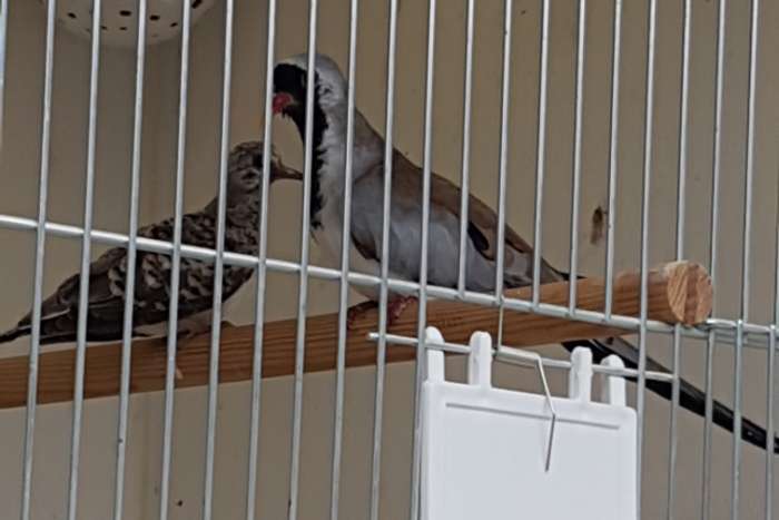 koppel zwartmaskerduifjes